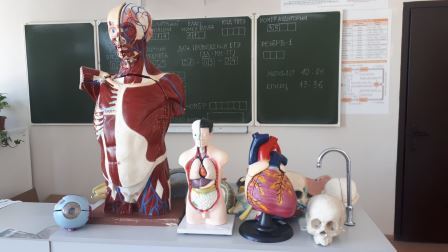 Практикум по анатомии и физиологии человека 2