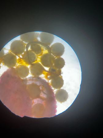 микроскоп1
