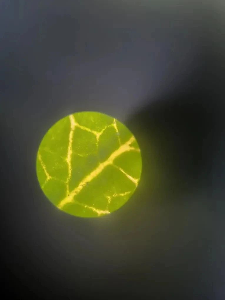 Космический микромир растений Космический микромир растений 3